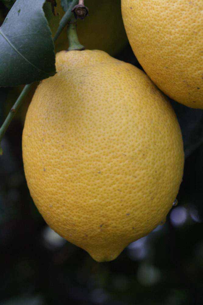              Fruit (Riverside, CA)       